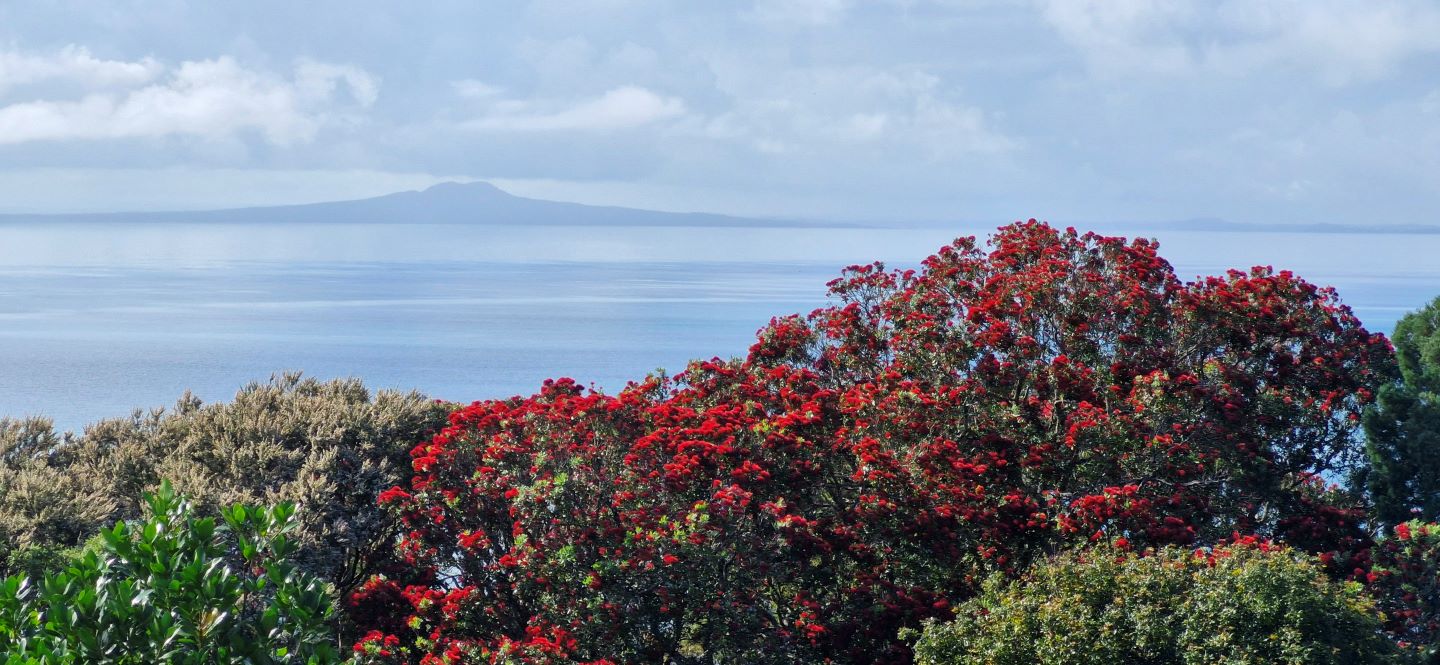 View over pohutukawa trees and the sea.